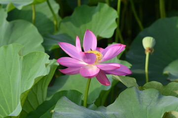 Blooming lotus flowers in the park