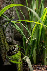 frogs in the pond