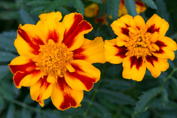 Detail of the Marigold Flower, Tagetes patula  