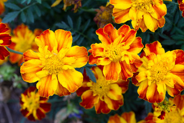 Detail of the Marigold Flower, Tagetes patula  