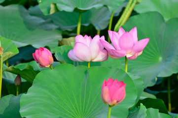 Blooming lotus flowers in the park