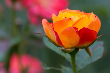 Detail of the Rose in the green Garden