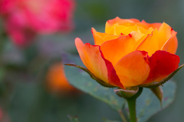 Detail of the Rose in the green Garden