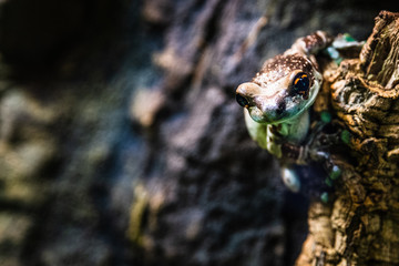 green tree frog
