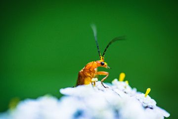 orange bug on a flower