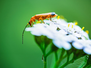 orange red insect on a flower