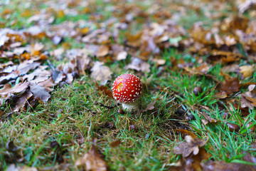 Fly Agaric toadstool - poisonous wild mushroom variety