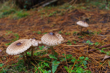 Wild mushroom season in the pine forest