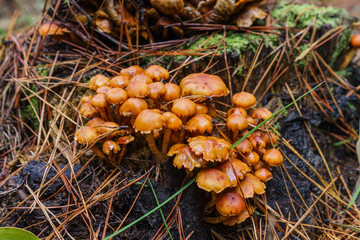 Wild mushroom season in the pine forest