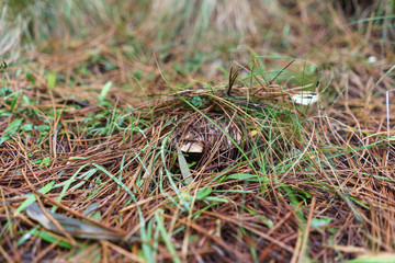 Slippery jack edible mushroom hiding under the layer of pine needles
