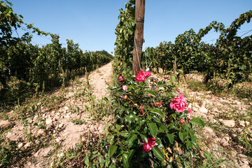New harvest of blue, purple or red wine or table grape, hand holding bunch of ripe grape on green grape plant background