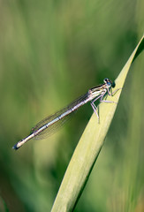 dragonfly on green leaf of grass