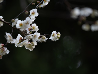 白い梅の花
