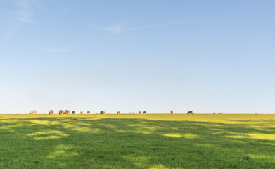 The sheep and the blue sky 01