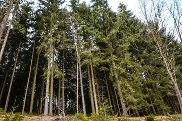 Fototapeta na wymiar Low angle of dense pine forest and bright sky