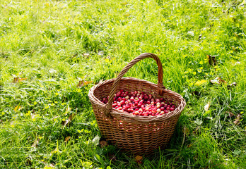 Fototapeta na wymiar Fresh cranberries in the basket stand on the bright green grass.