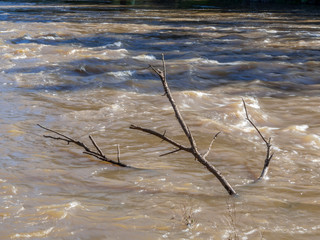 Drowned Tree Close