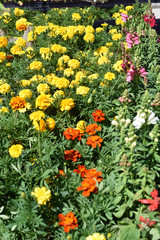 Obraz premium Mums and Zinnias