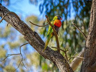 Colourful Lorikeet