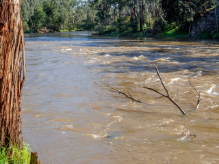 Drowned Tree In River