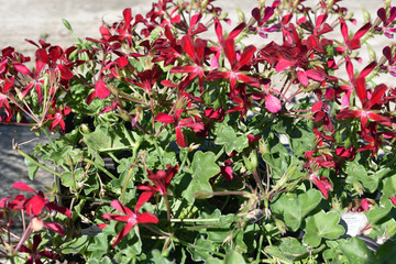 Red Trumpet Flowers