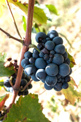 New harvest of blue, purple or red wine or table grape, hand holding bunch of ripe grape on green grape plant background