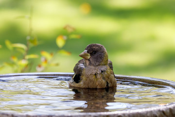 Grosbeak bathing in birdbath with colorful background