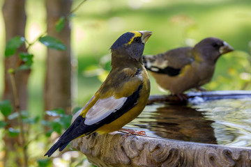 Obraz premium Grosbeak sitting on edge of birdbath with colorful background