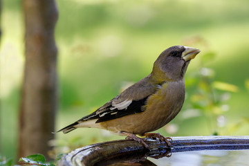 Obraz premium Grosbeak perched on edge of birdbath with colorful background