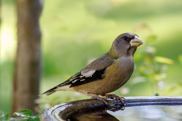 Grosbeak sitting on edge of birdbath with colorful background