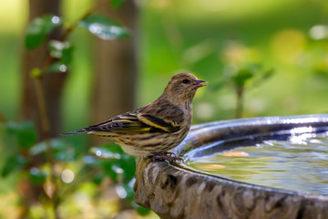Pine Siskin perched on edge of birdbath with colorful background