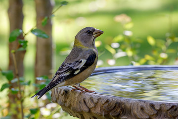 Grosbeak sitting on edge of birdbath with colorful background