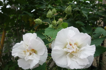 白い芙蓉の花