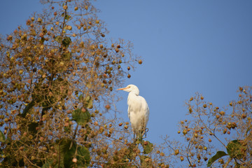 Egret