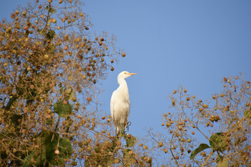 Egret