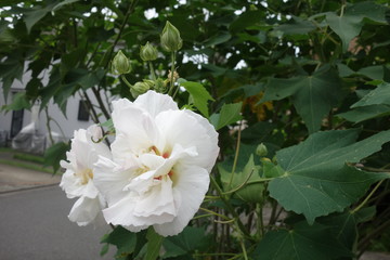白い芙蓉の花