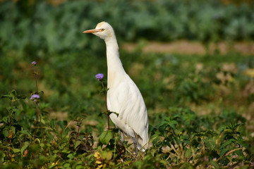Egret