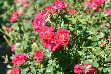 Small Red Roses