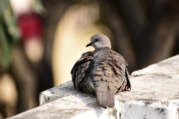 Baby Dove
