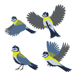 Set of bird titmouse isolated on a white background.