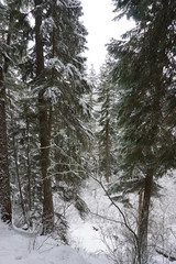 Snowy and Icy Cliffs With Waterfalls Deep in the Mountains on a Winter Day