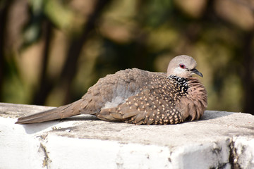 Baby Dove