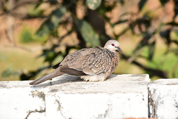 Baby Dove