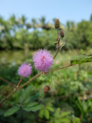 thistle in the field