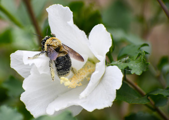 Pollinating Bumblebee