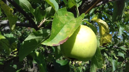 wild apple on a tree