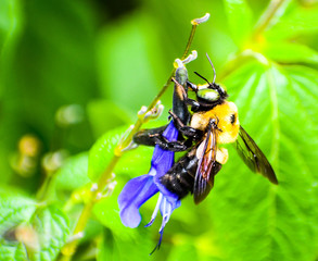 Pollinating Bumblebee