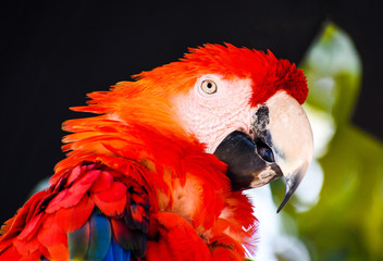 Red Parrot © Penny Britt