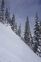 Snowy Winter Trees in Woods and Mountains on Cloudy Winter Day