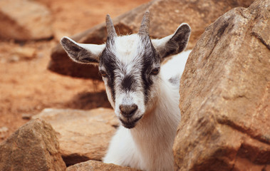 Pygmy Goat
